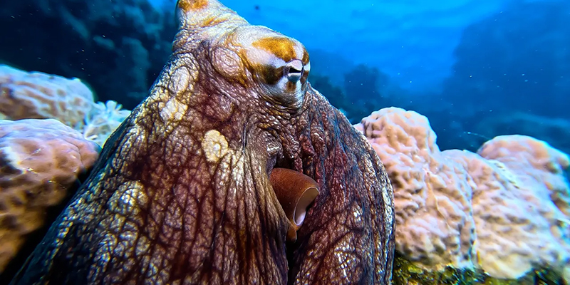 Octopus Camouflage | Marsa Shagra